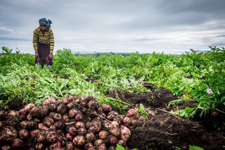 A farmer in a field 