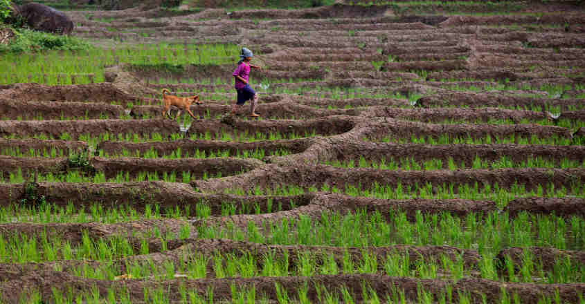 Farmer in field