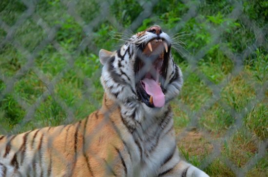Tiger Yawning