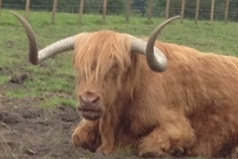 We saw some Highland Cows en route!