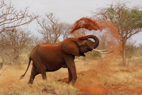 Elephant Mud