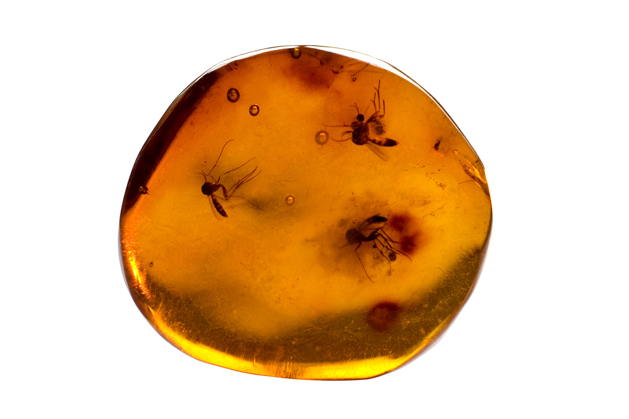 Mosquitos preserved in amber